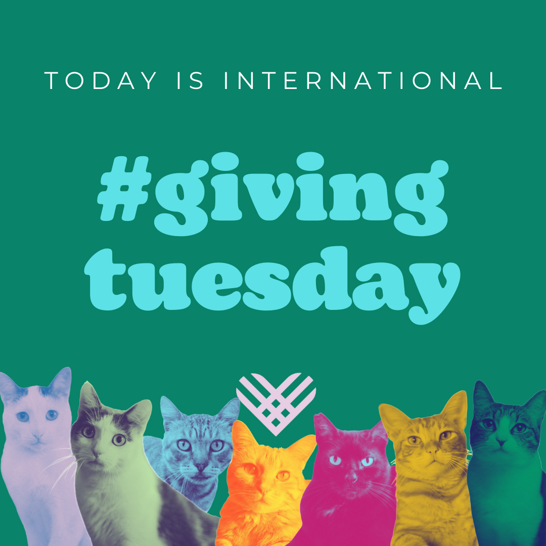 GIVING TUESDAY 2022 Good Cat Network