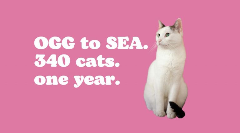 good cat network hawaii